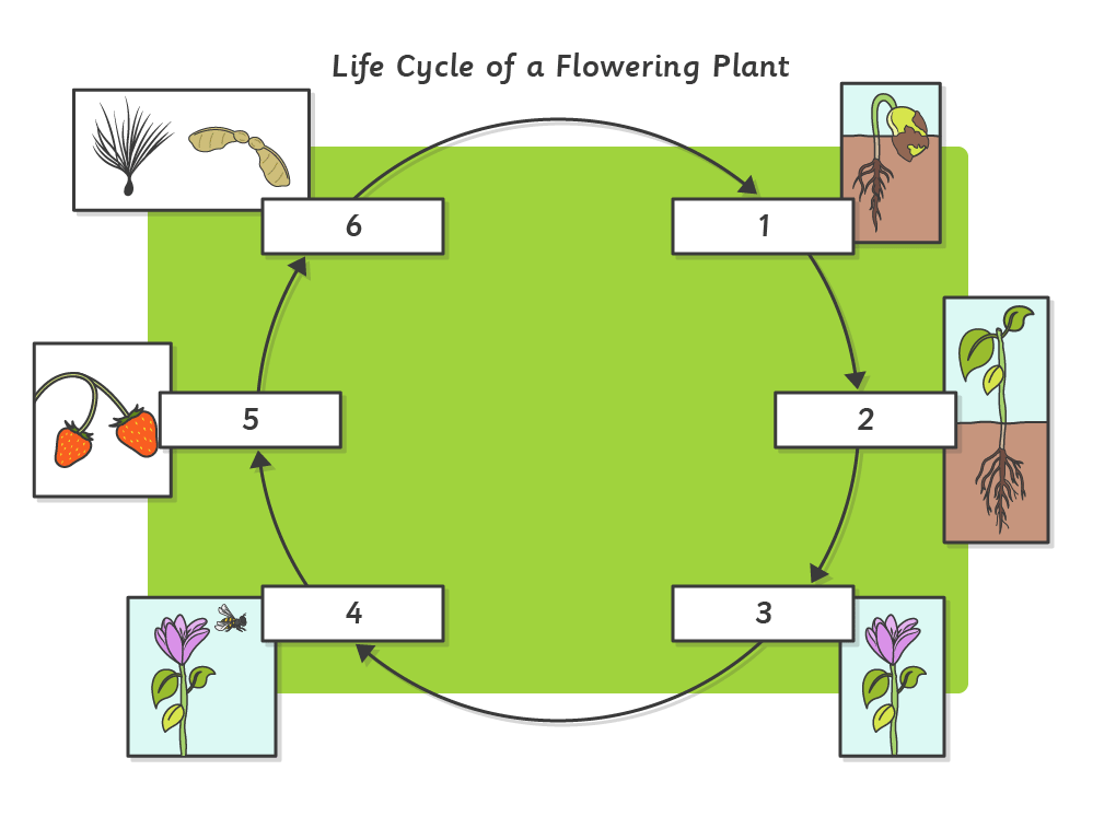 life cycle of a flowering plant