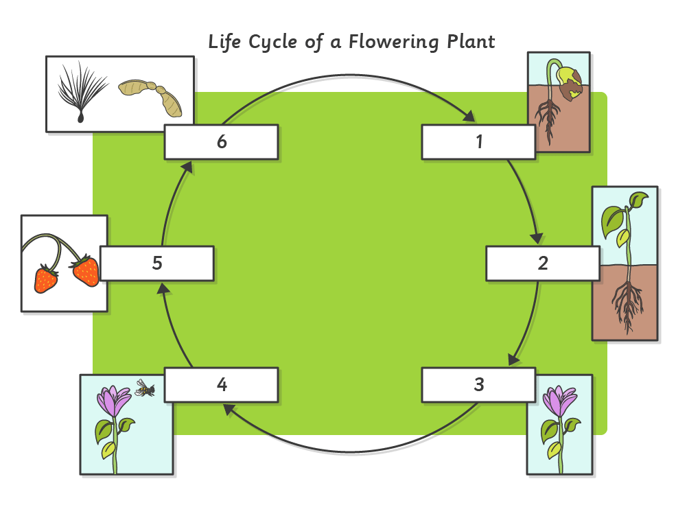 Life Cycle Of A Flowering Plant Worksheet